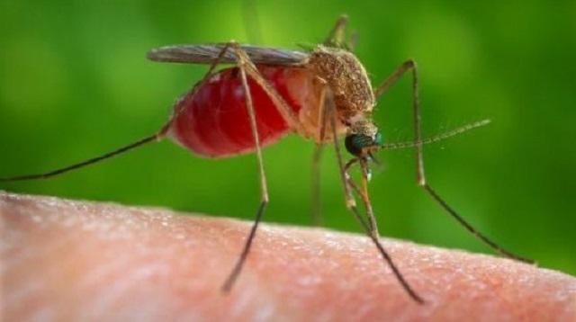 First West Nile Virus – Positive Mosquito Batch of Season in Will County
