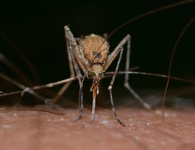 Second and Third WNV-Positive Mosquito Batches in Will County Found in Bolingbrook
