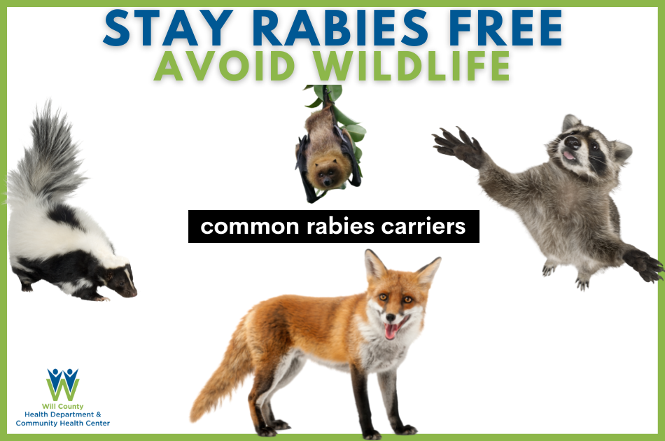 Stay Rabies Free - Avoid Wildlife