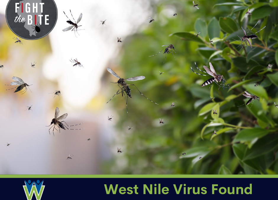 Mosquitoes Positive For West Nile Virus